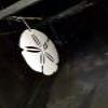 Powder coated decorative sand dollar